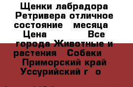 Щенки лабрадора Ретривера отличное состояние 2 месяца › Цена ­ 30 000 - Все города Животные и растения » Собаки   . Приморский край,Уссурийский г. о. 